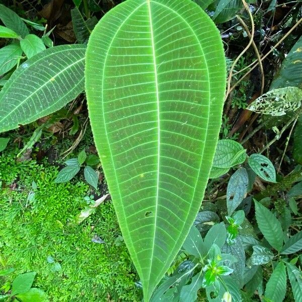 Miconia calvescens ᱥᱟᱠᱟᱢ