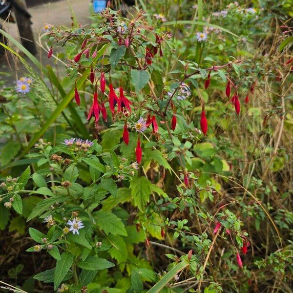 Fuchsia triphylla Floare