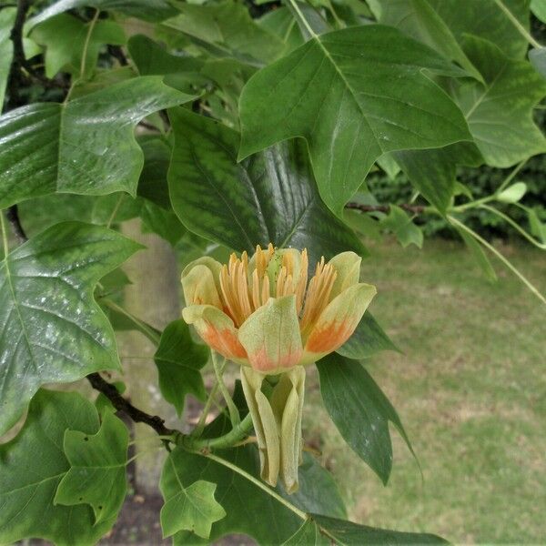 Liriodendron tulipifera Λουλούδι