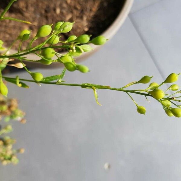 Camelina sativa Flower