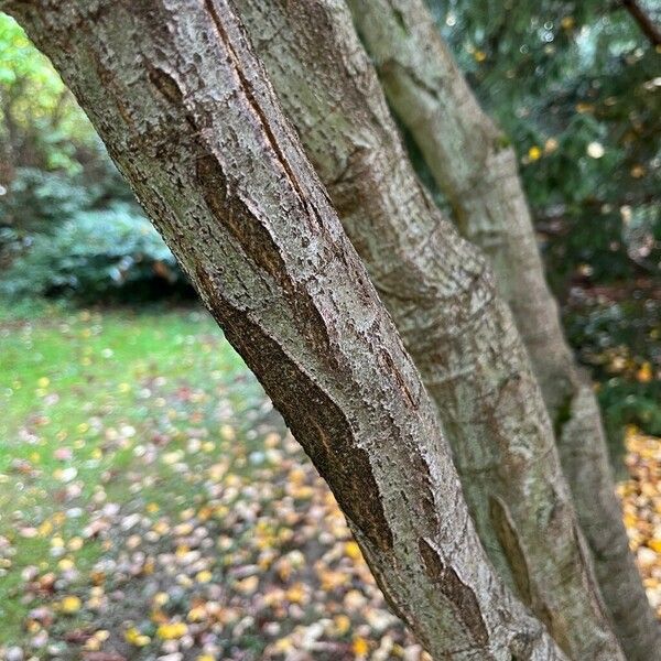 Acer palmatum Rinde