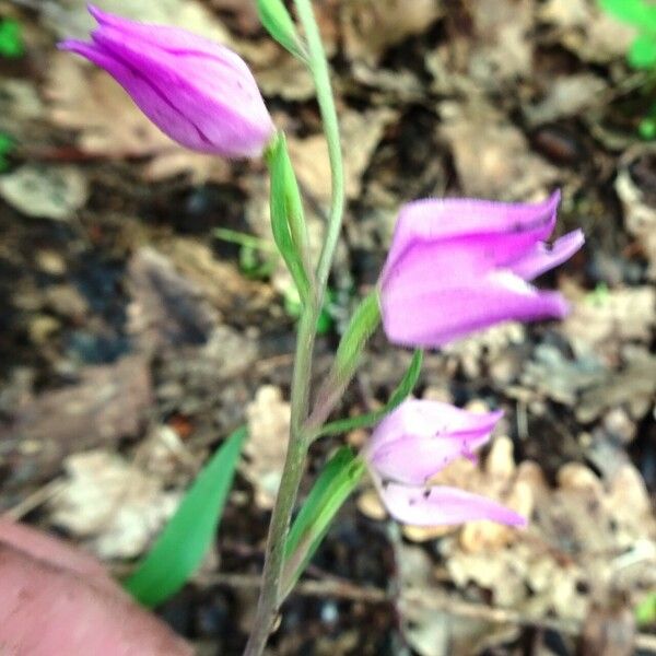 Cephalanthera rubra Blomma