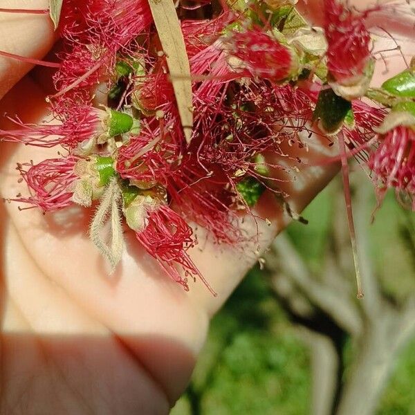 Melaleuca rugulosa ফুল