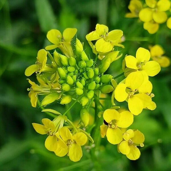 Sisymbrium loeselii Fiore