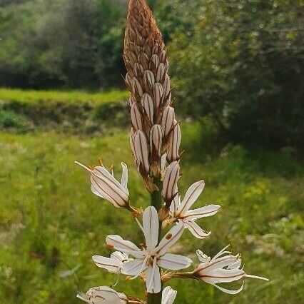 Asphodelus albus Flower