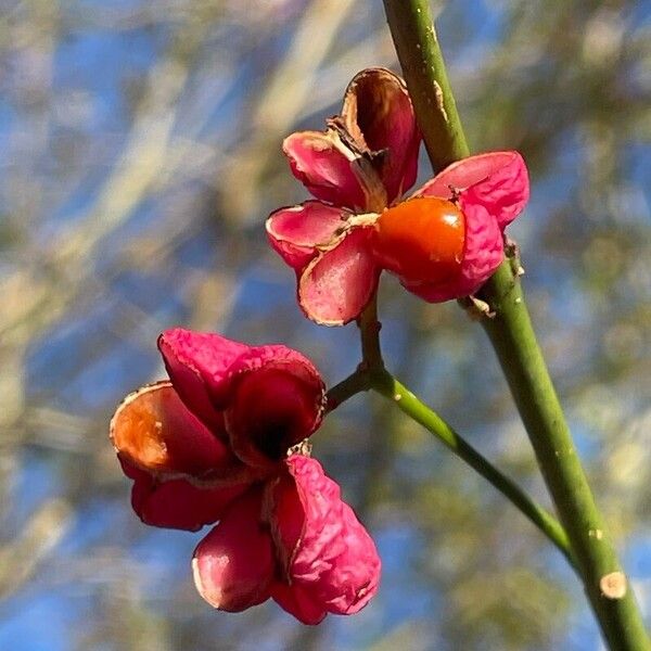 Euonymus europaeus Gyümölcs