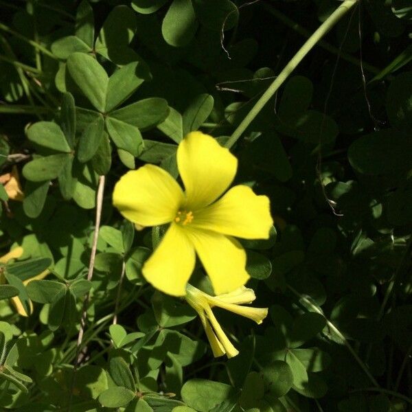 Oxalis pes-caprae Fiore