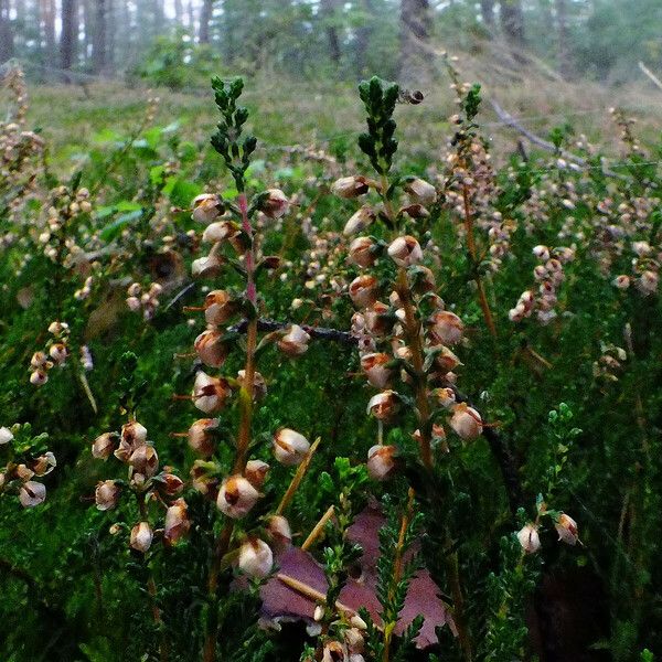 Calluna vulgaris Žiedas