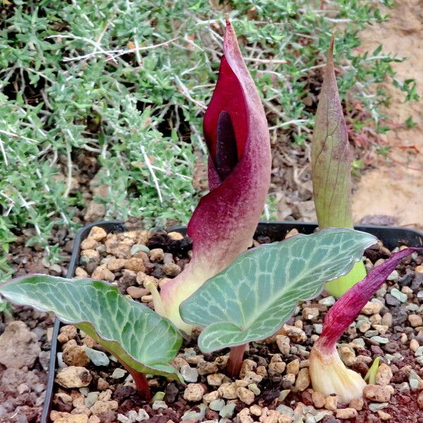 Arum pictum Habit