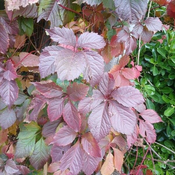 Parthenocissus inserta Leht