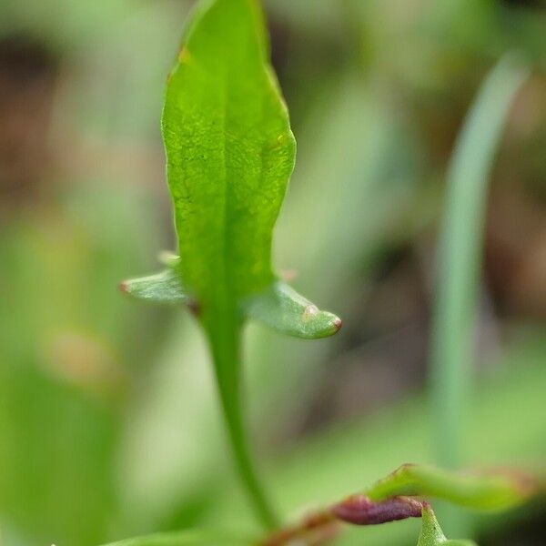 Rumex acetosella 葉