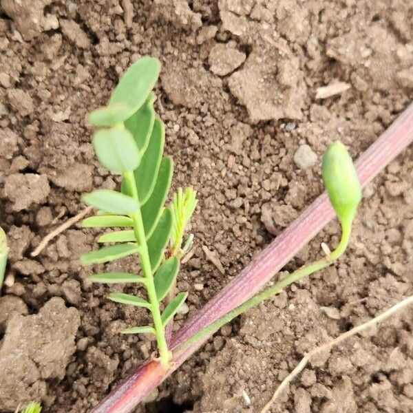 Sesbania sesban Leaf