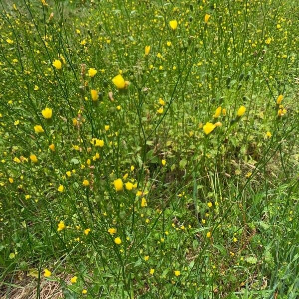 Crepis pulchra Flor