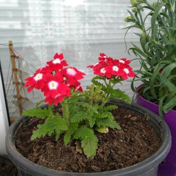 Verbena × hybrida Cvet