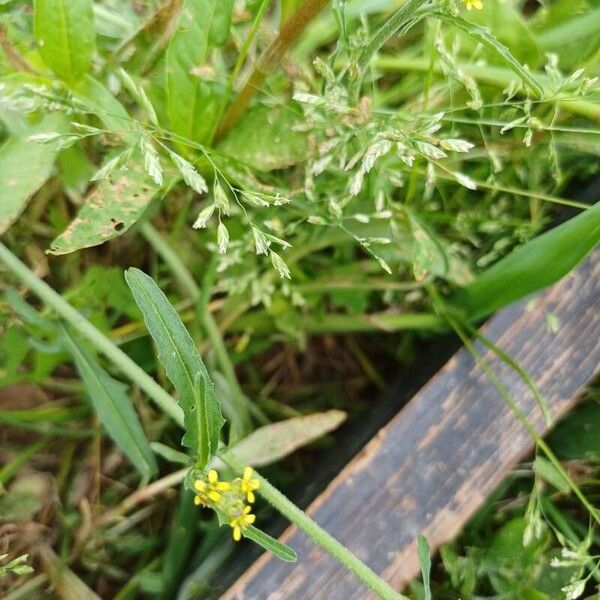 Sisymbrium officinale Leaf