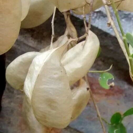 Colutea arborescens Fruit