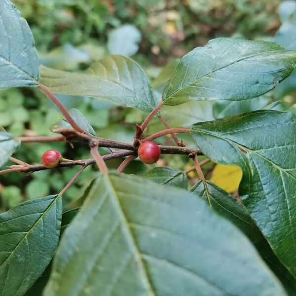 Frangula alnus Fruit