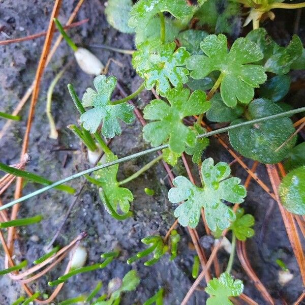 Geranium lucidum Leaf