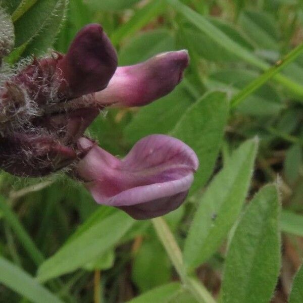 Vicia sepium Flor
