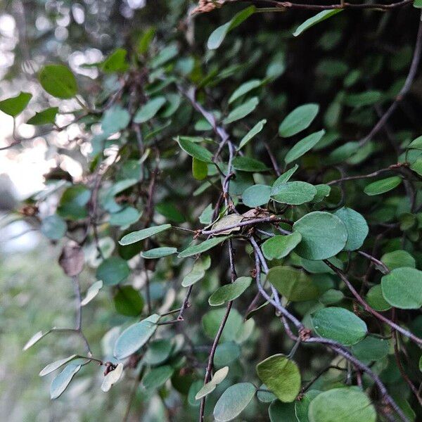 Muehlenbeckia complexa Habit