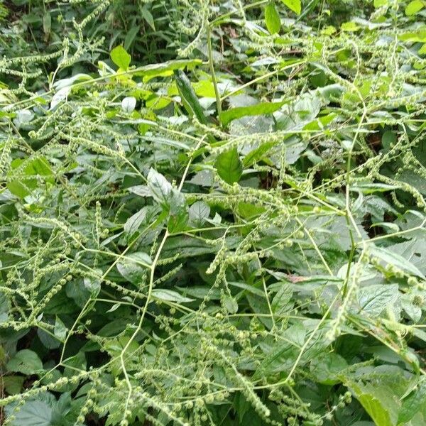 Verbena urticifolia Liść