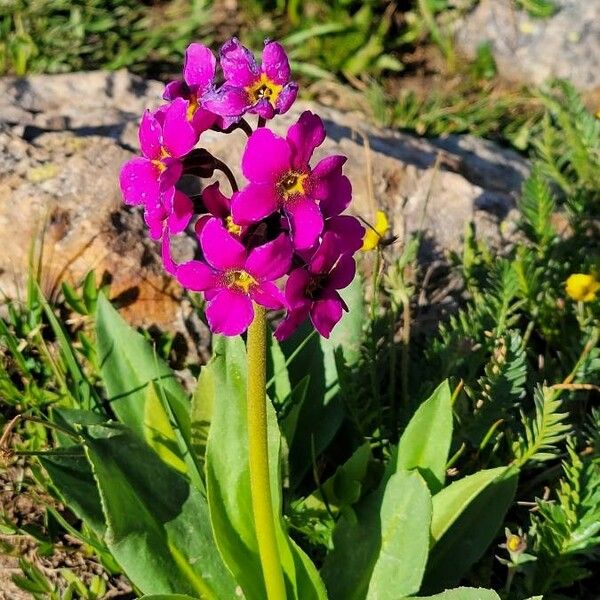 Primula parryi Flower