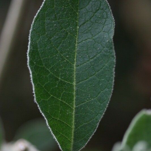 Solanum mauritianum Lapas