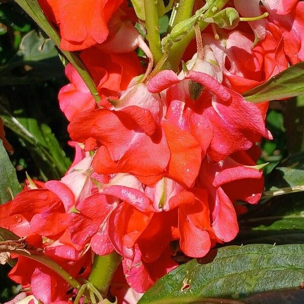 Impatiens balsamina फूल