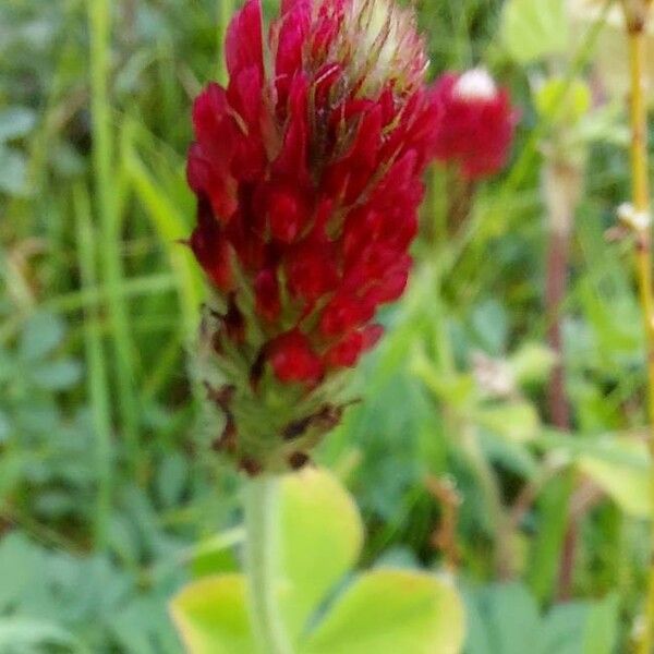 Trifolium incarnatum Květ