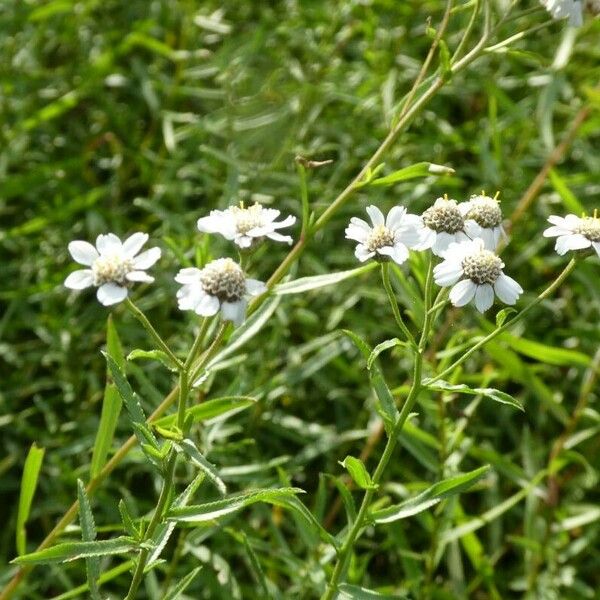 Achillea ptarmica Flower