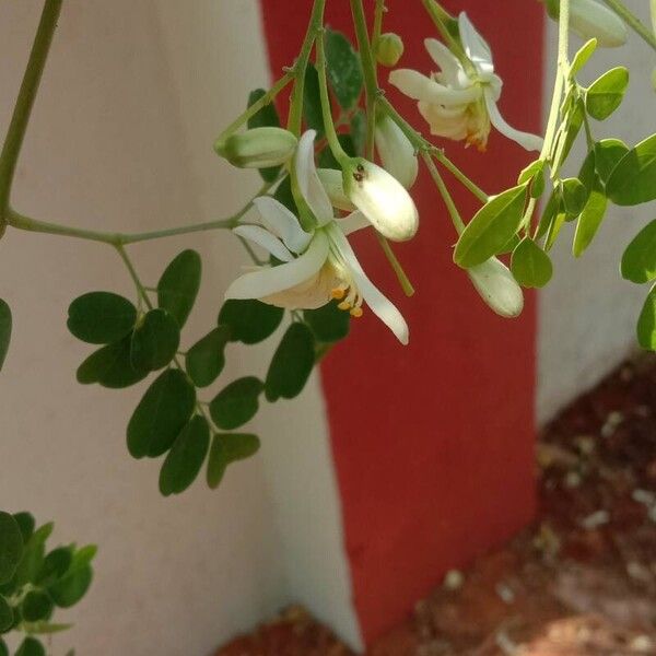 Moringa oleifera Λουλούδι