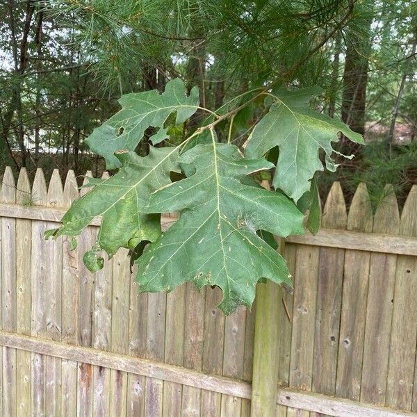 Quercus velutina Листок