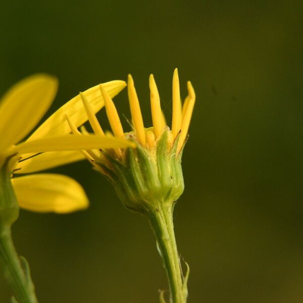 Jacobaea aquatica फूल