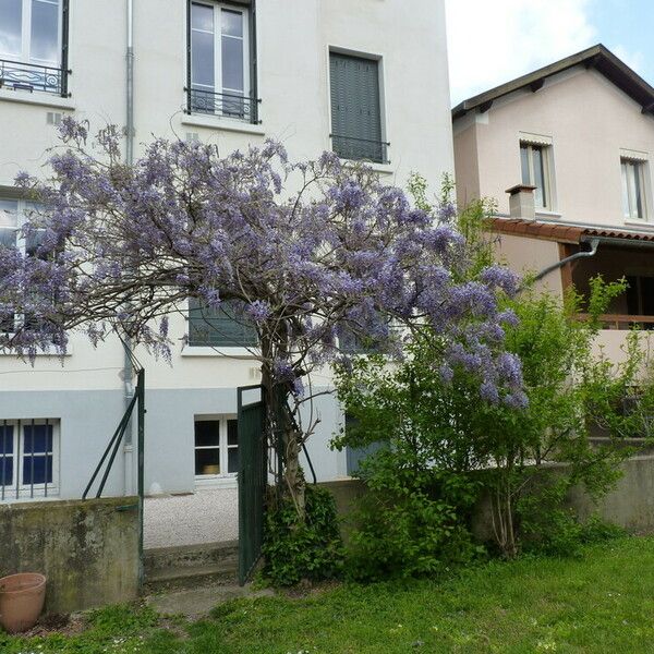 Wisteria sinensis Habitatea