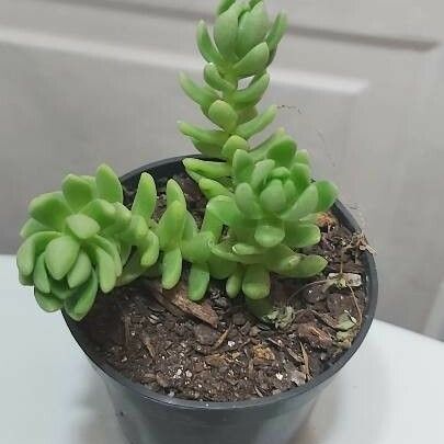 Sedum burrito Hostoa