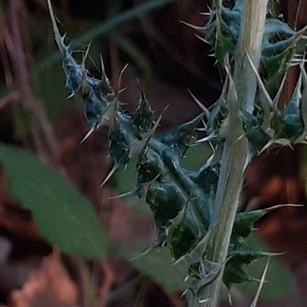 Echinops ritro Folha