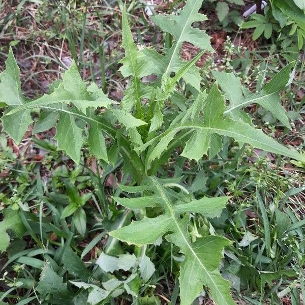 Lactuca canadensis Habit