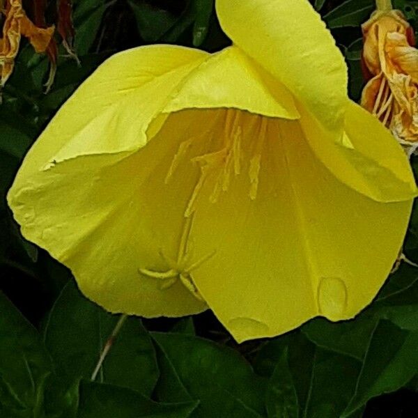 Oenothera glazioviana Virág