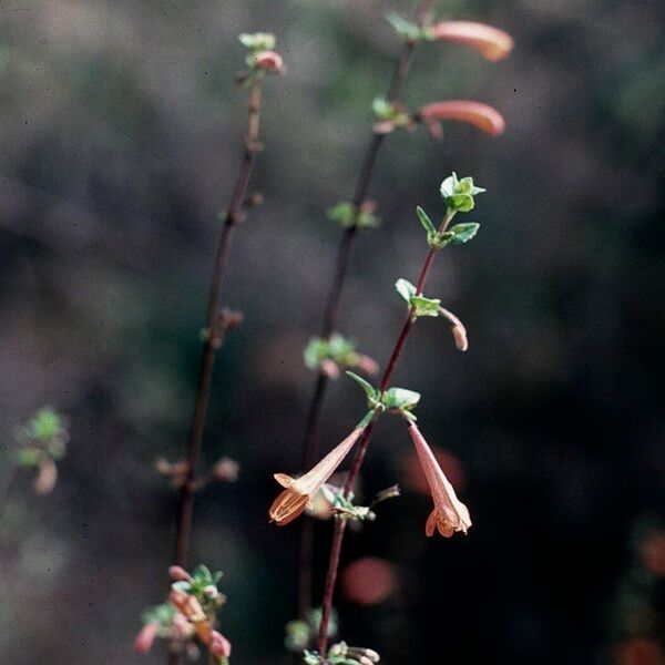 Clinopodium mexicanum 花