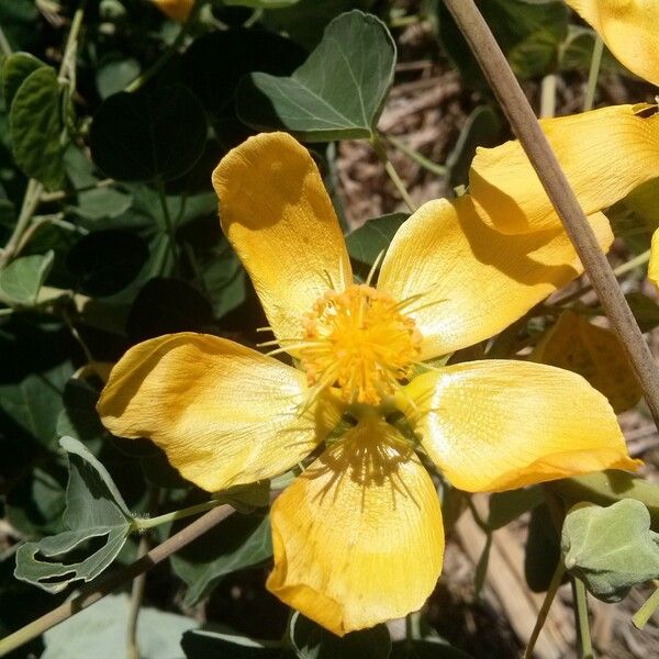 Abutilon exstipulare Fleur