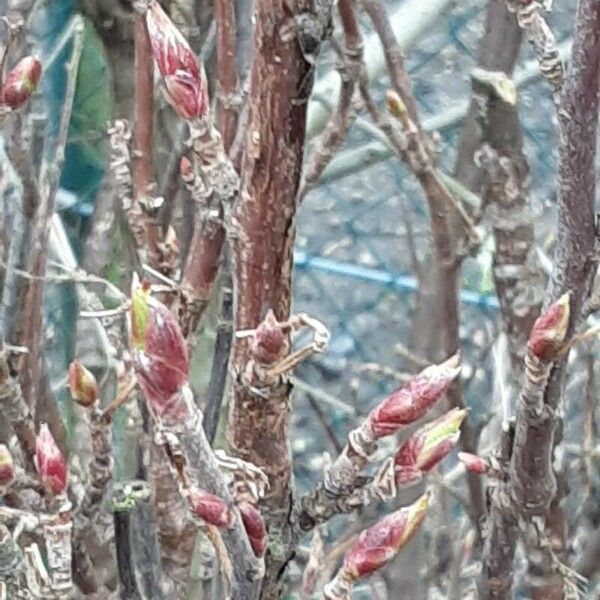 Amelanchier × lamarckii Листок