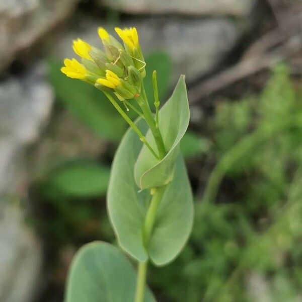 Conringia austriaca Blodyn