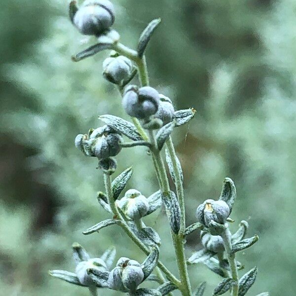 Artemisia pontica Кветка