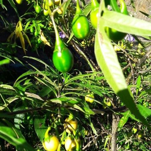 Solanum aviculare Frukt