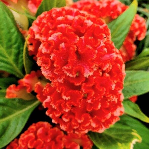 Celosia argentea Lorea