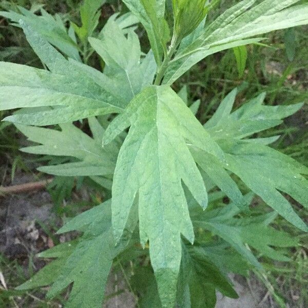 Artemisia vulgaris Liść