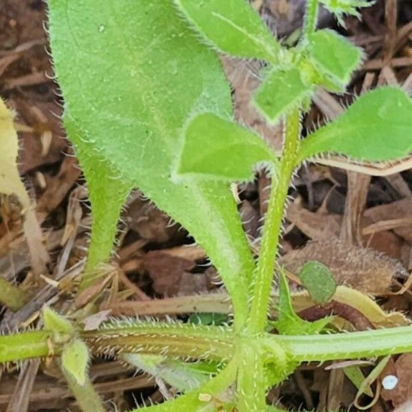 Asperugo procumbens Buveinė