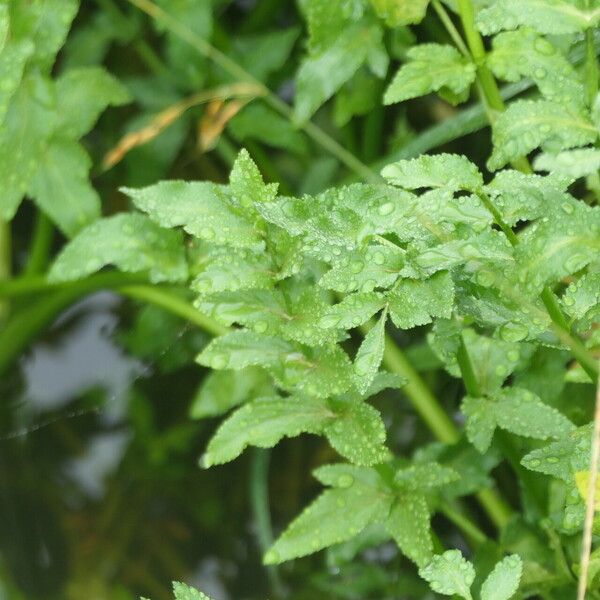 Berula erecta Leaf