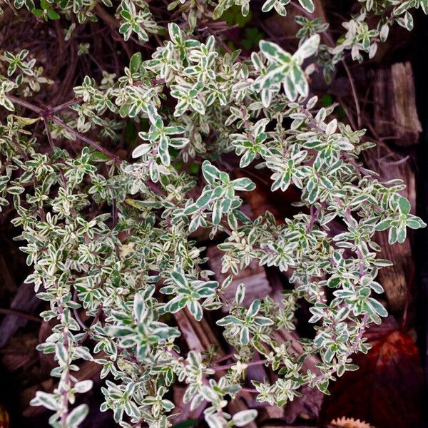 Euonymus fortunei Blad