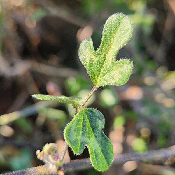 Vigna frutescens برگ